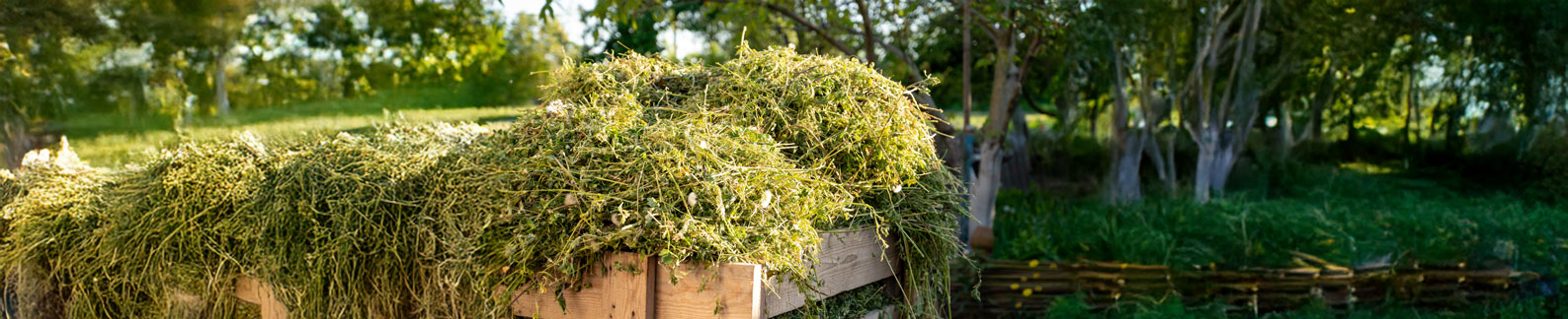 Free Green Waste Disposal Days